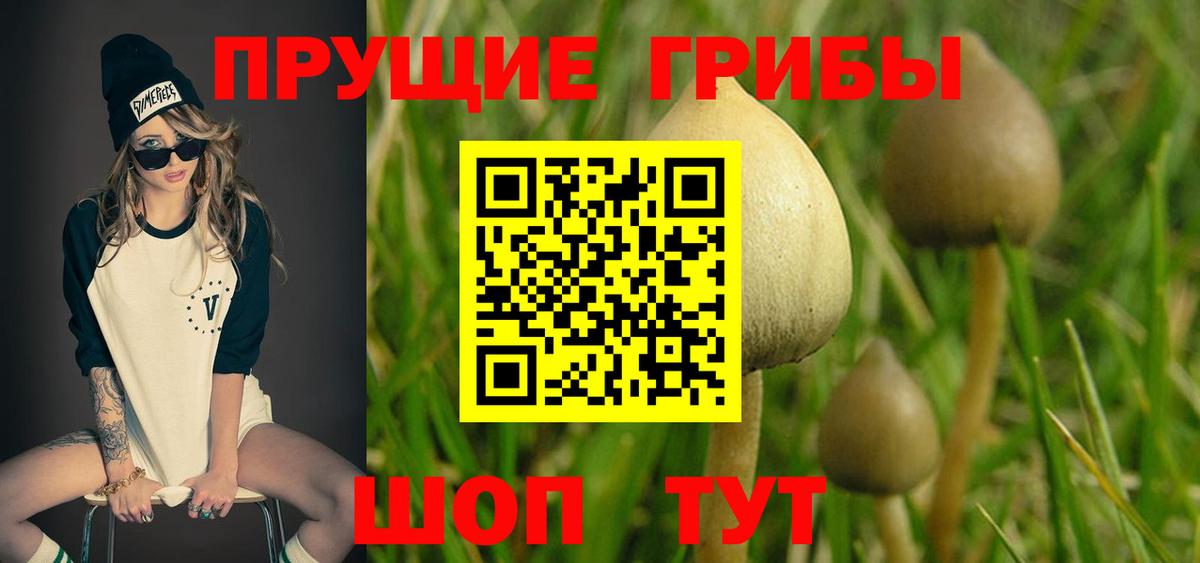 Псилоцибиновые грибы мицелий Алексин